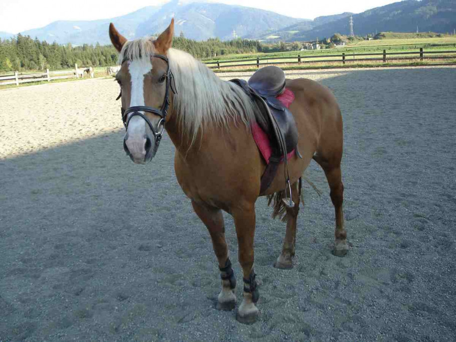 Doris Pessl was worried about her mare, Gisi